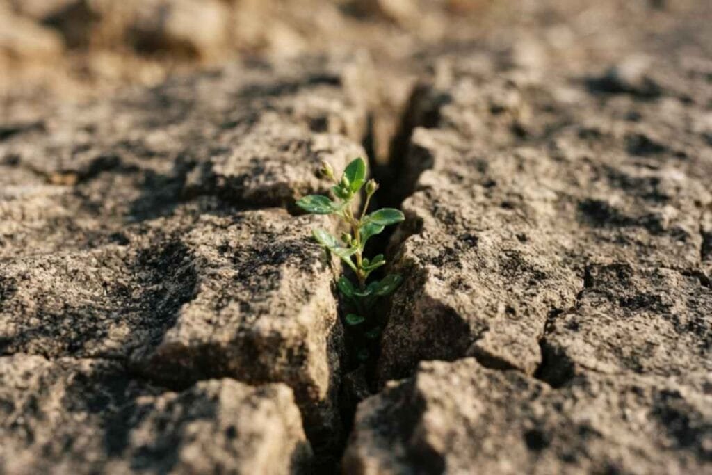 Um broto saíndo em a rachadura de uma terra seca - A Força na Fraqueza Quando o Poder de Deus se Revela