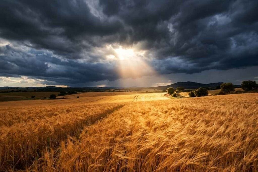 Um campo de trigo com um céu escuro de onde saiu raios do sol - Graça de Deus Significado Bíblico Profundo